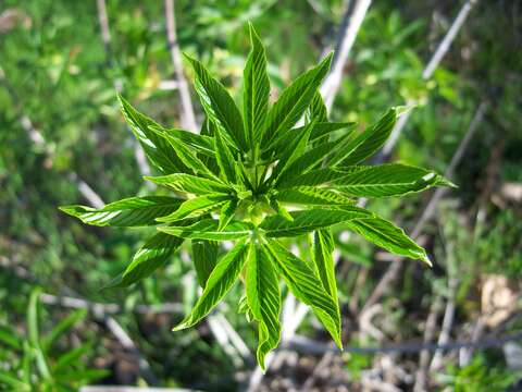 Image of California buckeye