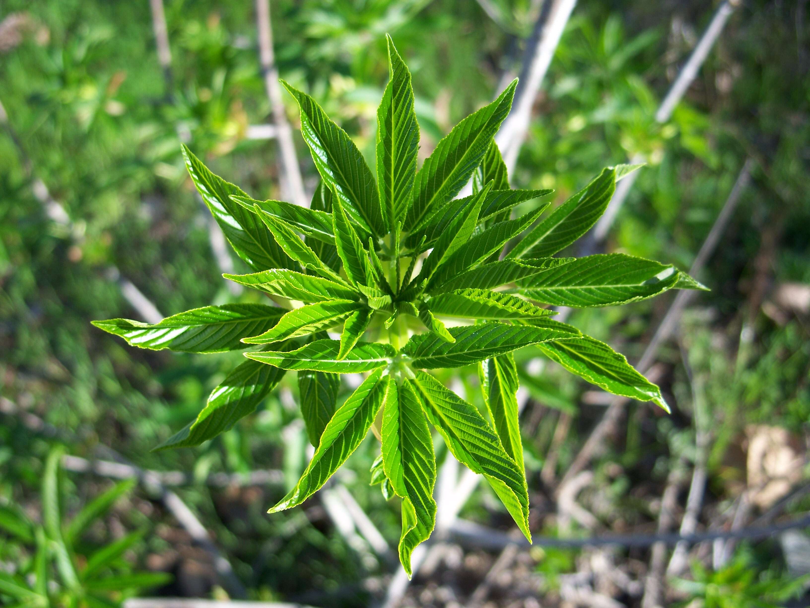 Image of California buckeye