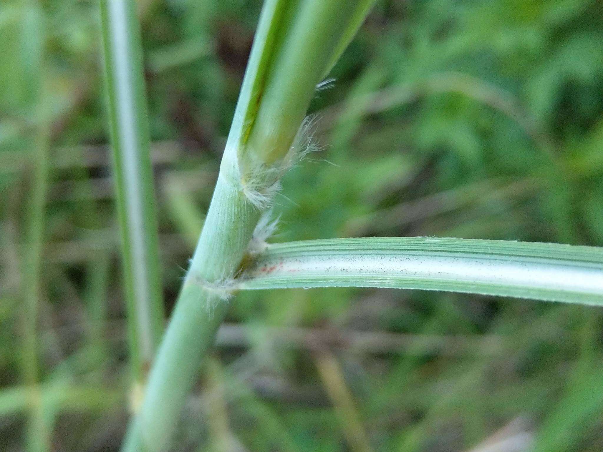 Image of Wild Sugar-Cane