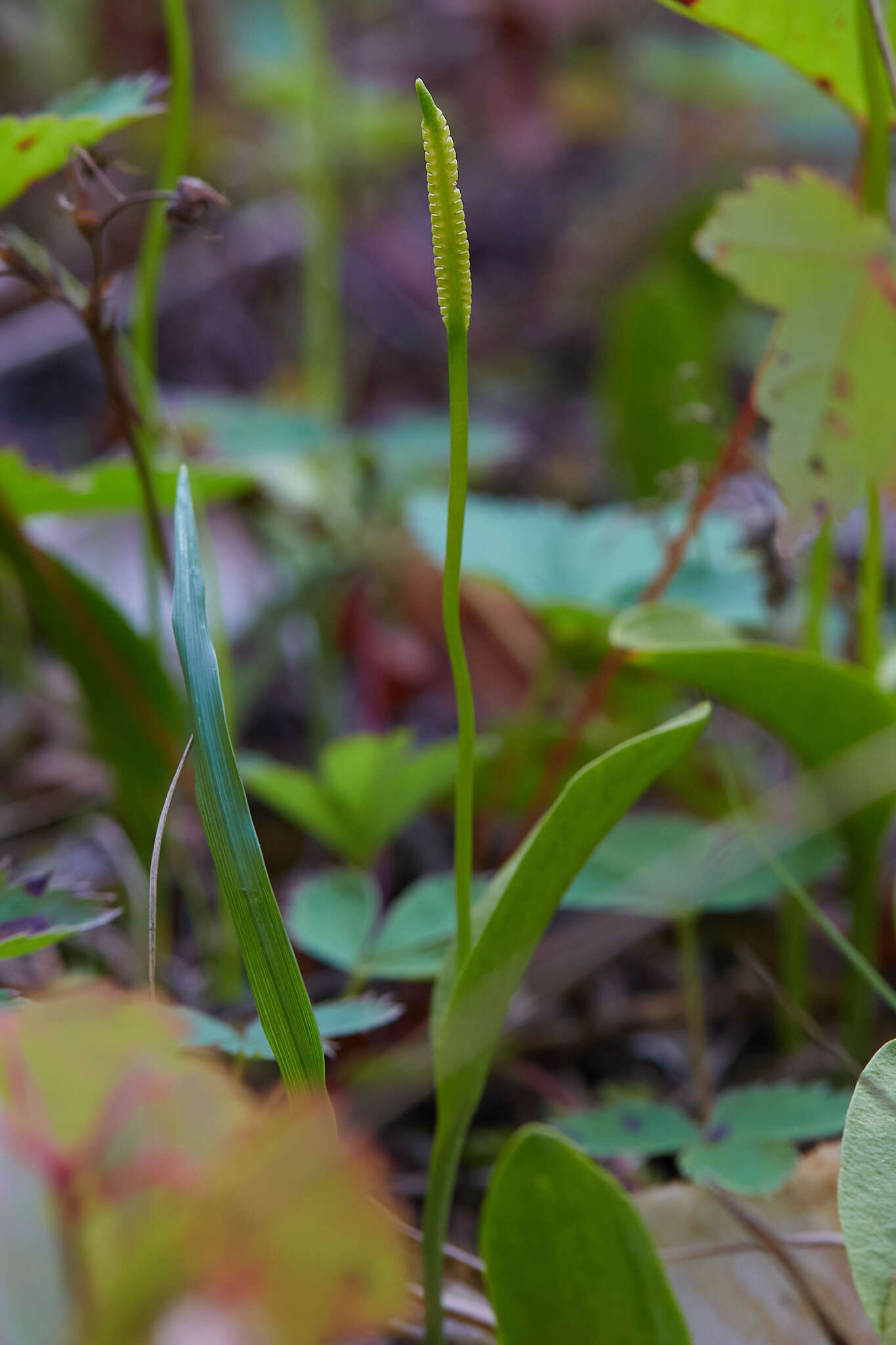 Image of adder's-tongue