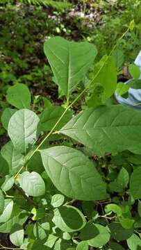 Image of northern spicebush