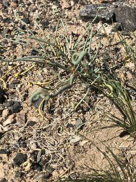 Image of Ephedra przewalskii Stapf