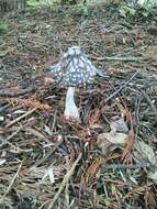 Imagem de Coprinopsis picacea (Bull.) Redhead, Vilgalys & Moncalvo 2001