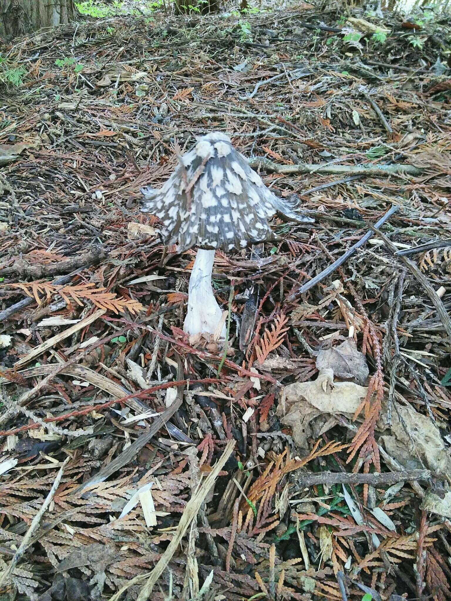 Imagem de Coprinopsis picacea (Bull.) Redhead, Vilgalys & Moncalvo 2001