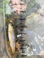 Image of Brown Trout