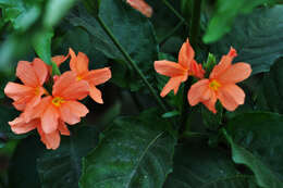 Imagem de Crossandra infundibuliformis (L.) Nees