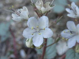 Image of longstalk phacelia