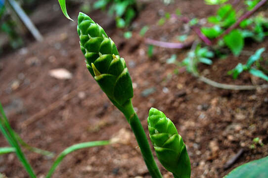 Image of Cooking Ginger