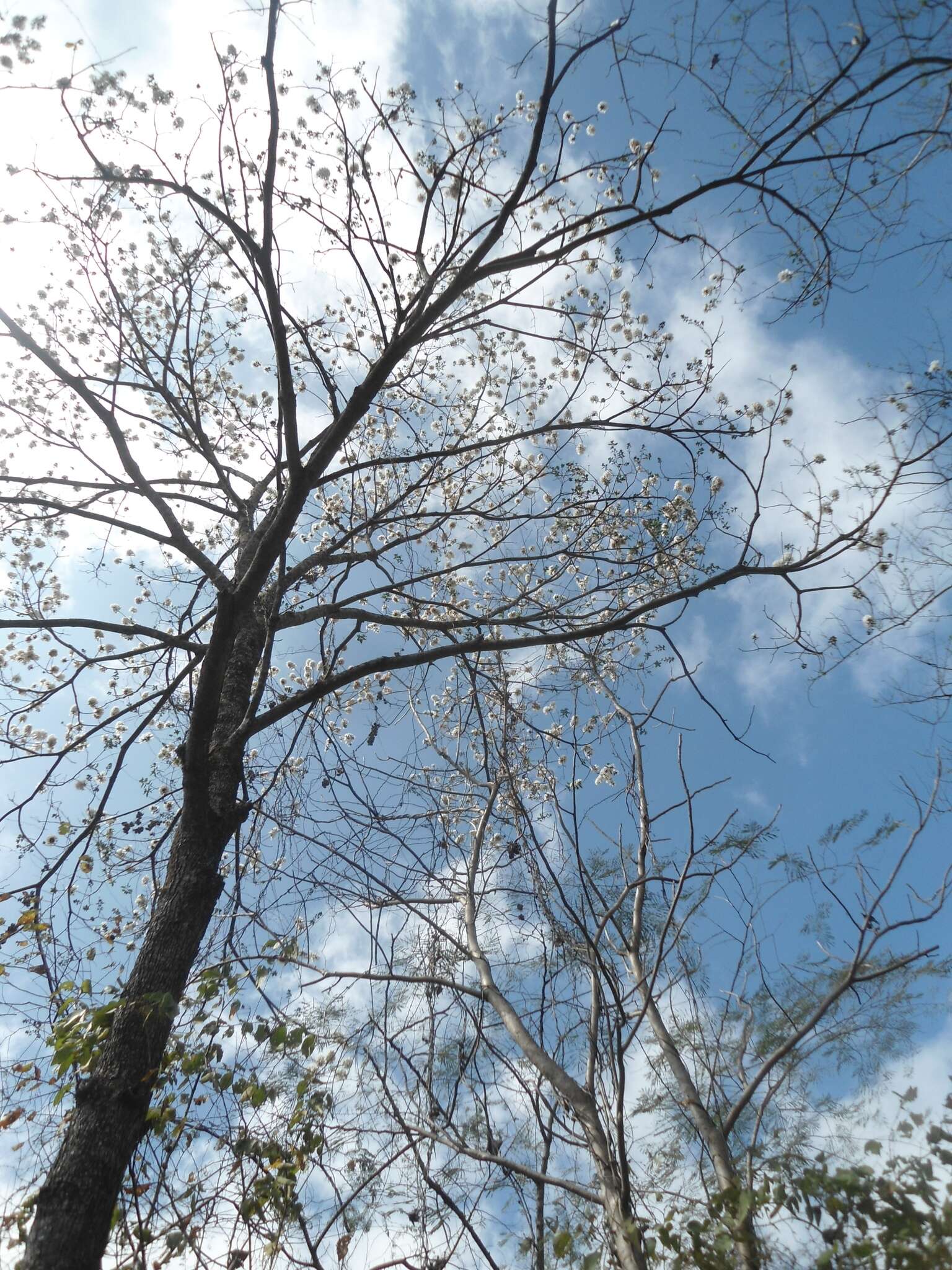 Image de Cordia gerascanthus L.