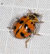 Image of Lady beetle