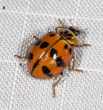 Harmonia octomaculata (Fabricius 1781) resmi