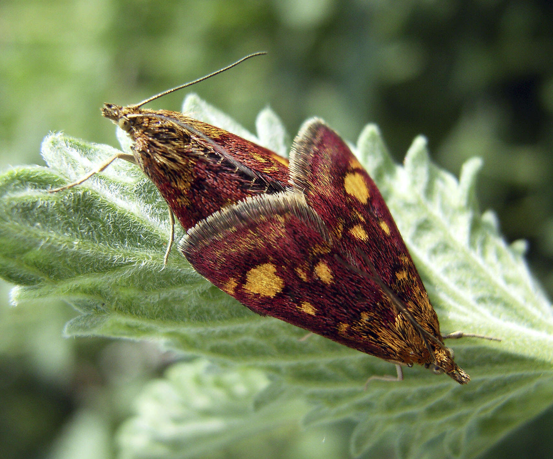 Image of Mint moth