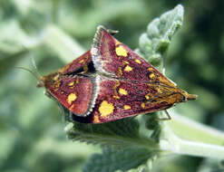 Image of Mint moth