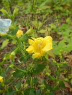 Aureolaria pedicularia (L.) Raf. ex Pennell resmi