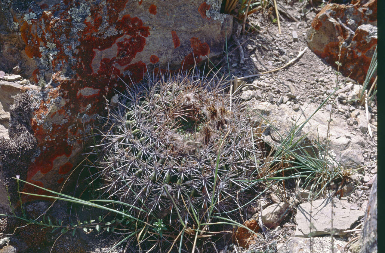 Echinopsis mamillosa Gürke resmi