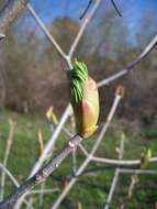 Imagem de Aesculus californica (Spach) Nutt.