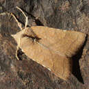 Image of Orange upperwing moth