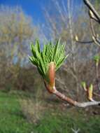 Imagem de Aesculus californica (Spach) Nutt.