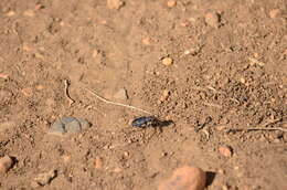 Image of Cowpath tiger beetle