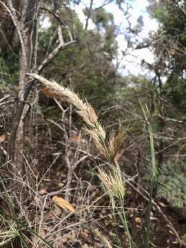 Image of Dichelachne rara (R. Br.) Vickery