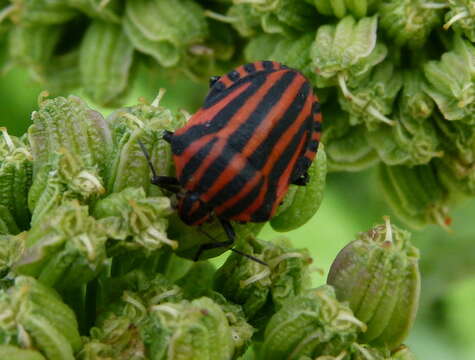 Image of <i>Graphosoma italicum</i>