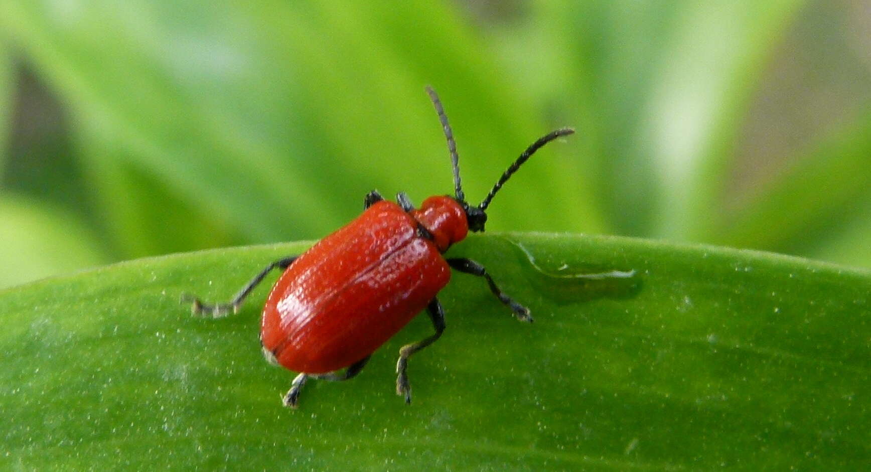 Image of Scarlet lily beetle