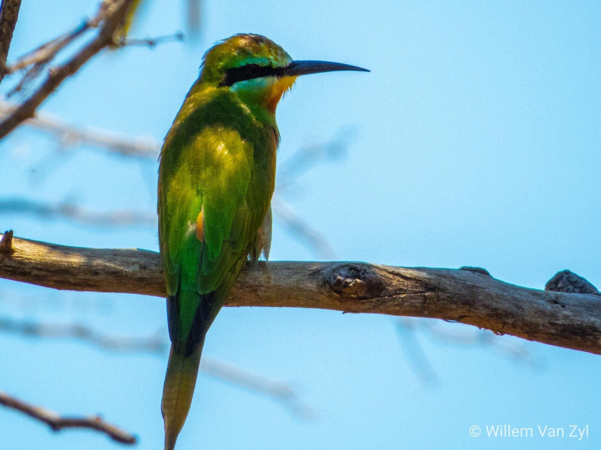 Image of Blue-cheeked Bee-eater