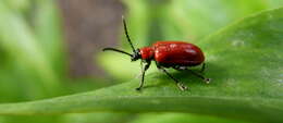 Image of Scarlet lily beetle