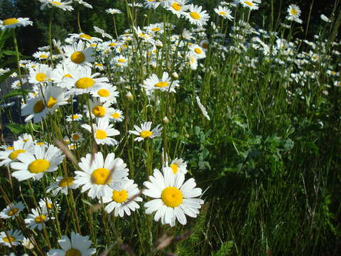 Image of Oxeye Daisy