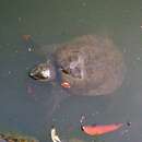 Image of Chinese Softshell Turtle