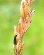 Image of Ergot