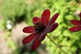 Image of Chocolate Cosmos