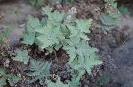 Image of Notholaena sulphurea (Cav.) J. Sm.