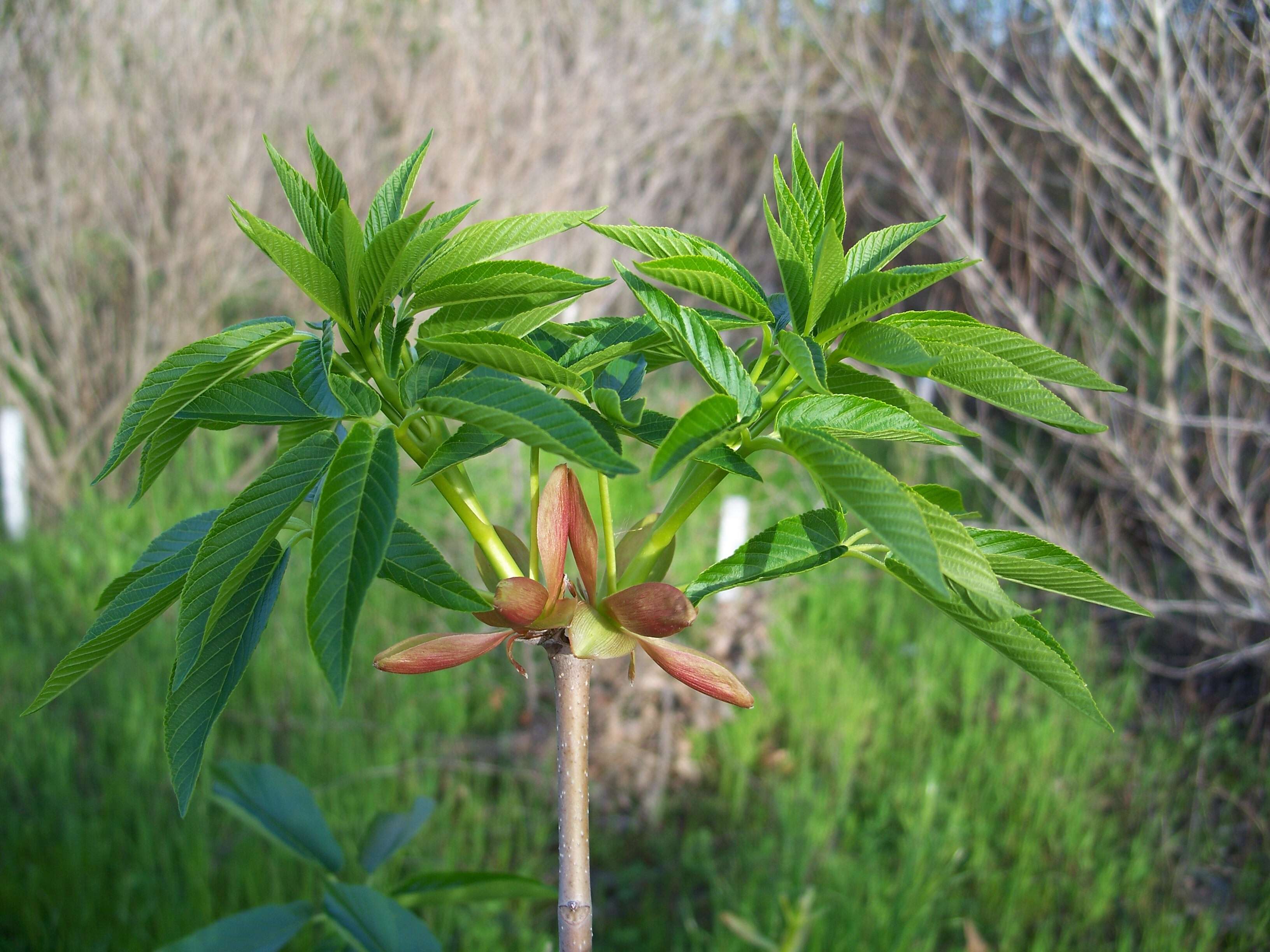 Imagem de Aesculus californica (Spach) Nutt.