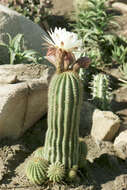 Echinopsis resmi