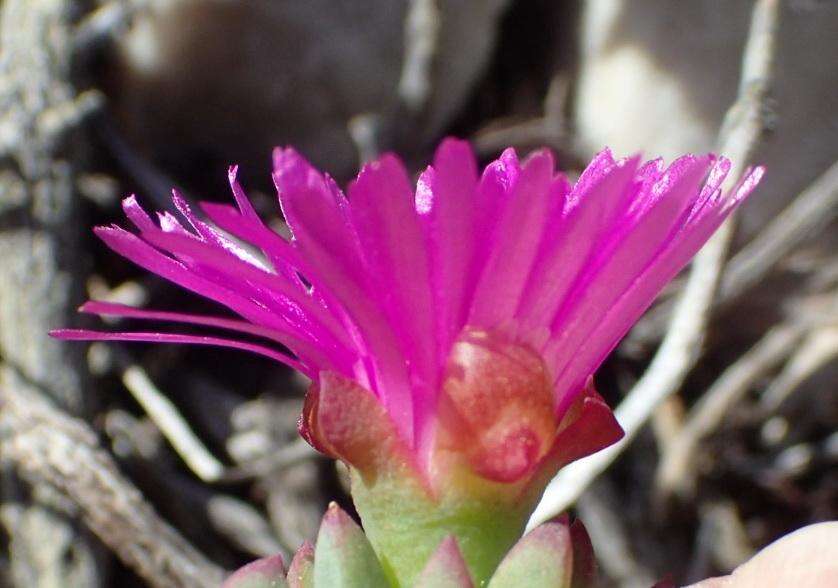 Image of Lampranthus salicola (L. Bol.) L. Bol.