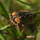 Image of Bush Cicada