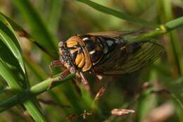 Image of Bush Cicada