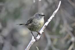 Imagem de Sericornis humilis humilis Gould 1838