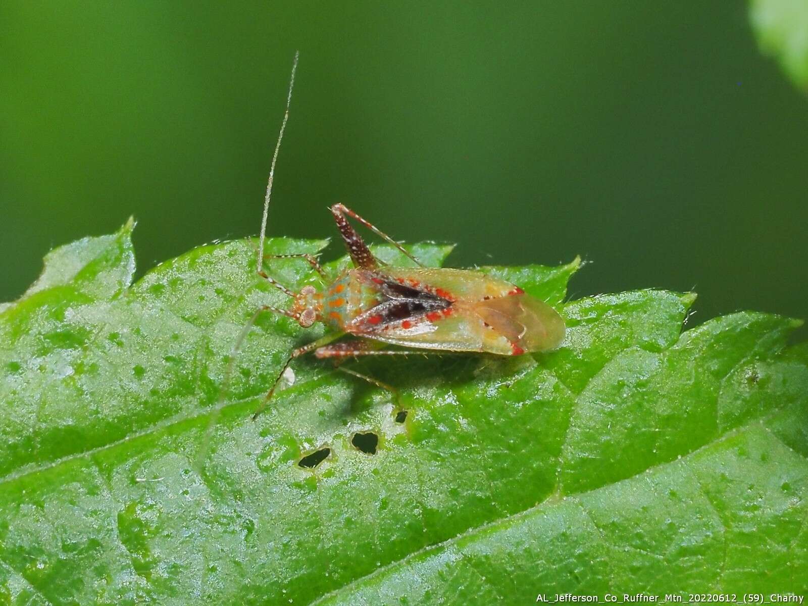 Image of Phytocoris tibialis Reuter 1876