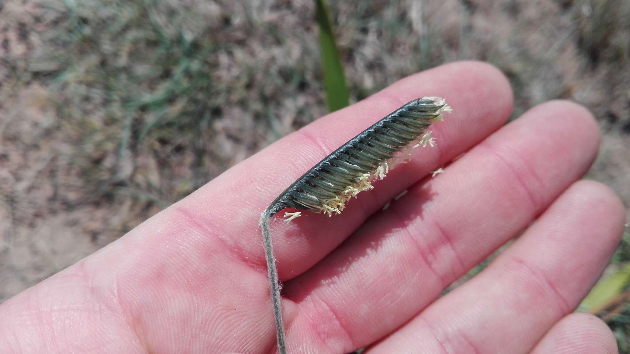 Harpochloa falx (L. fil.) Kuntze resmi