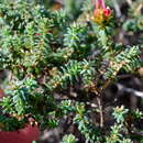 Слика од Darwinia oldfieldii Benth.