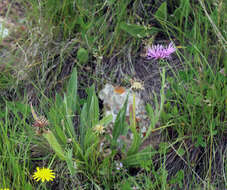 Слика од Centaurea cheiranthifolia subsp. willdenowii (Czer.) A. D. Mikheev