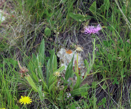 Слика од Centaurea cheiranthifolia Willd.