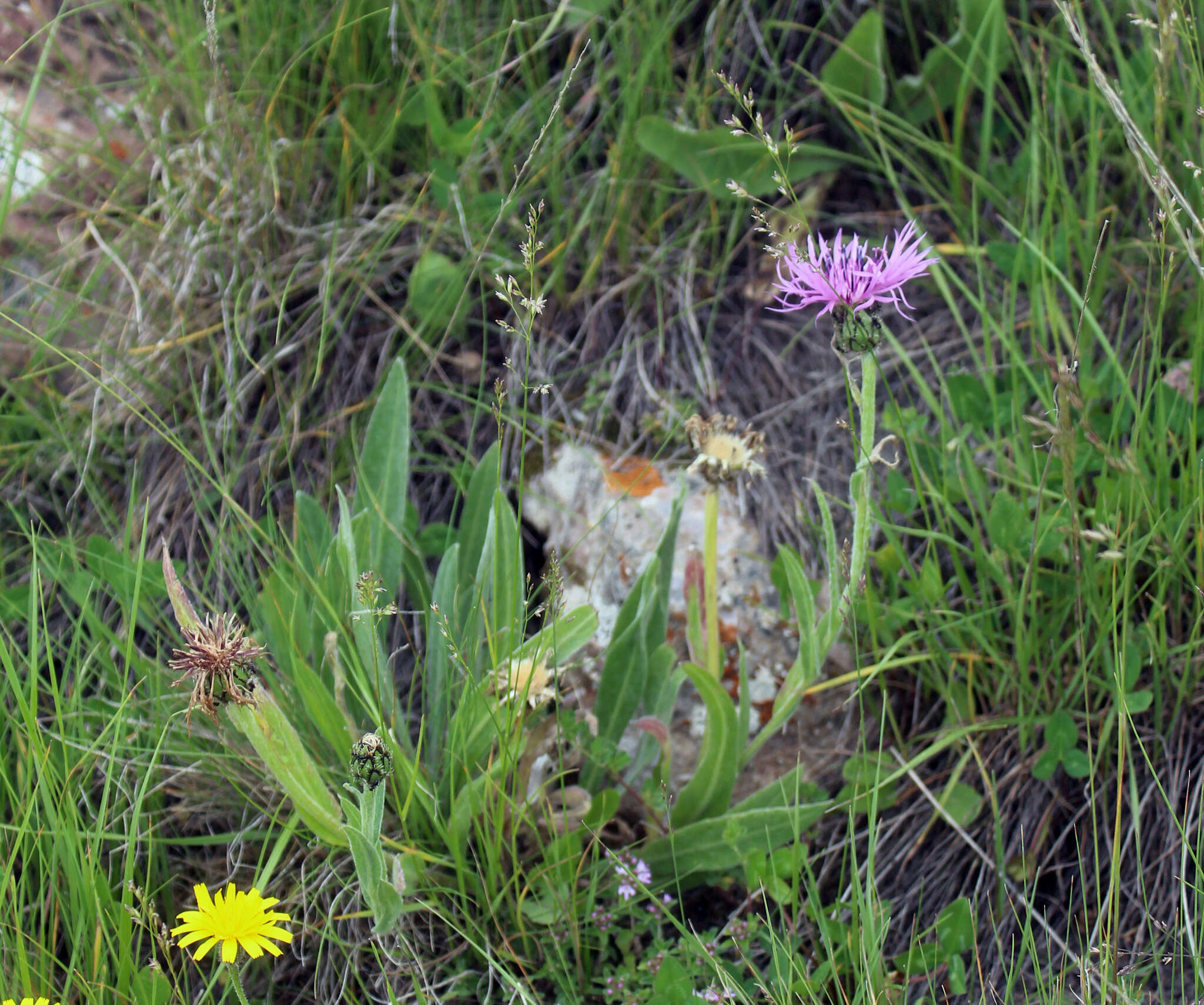 Слика од Centaurea cheiranthifolia subsp. willdenowii (Czer.) A. D. Mikheev