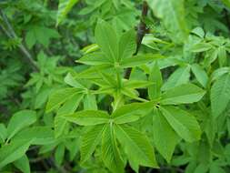 Imagem de Aesculus californica (Spach) Nutt.