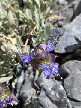 Image of Salvia dorrii var. clokeyi Strachan