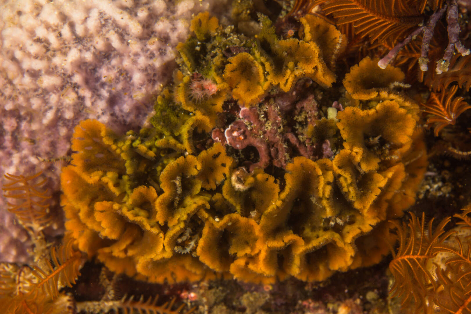 Image of Schizoretepora tessellata (Hincks 1878)