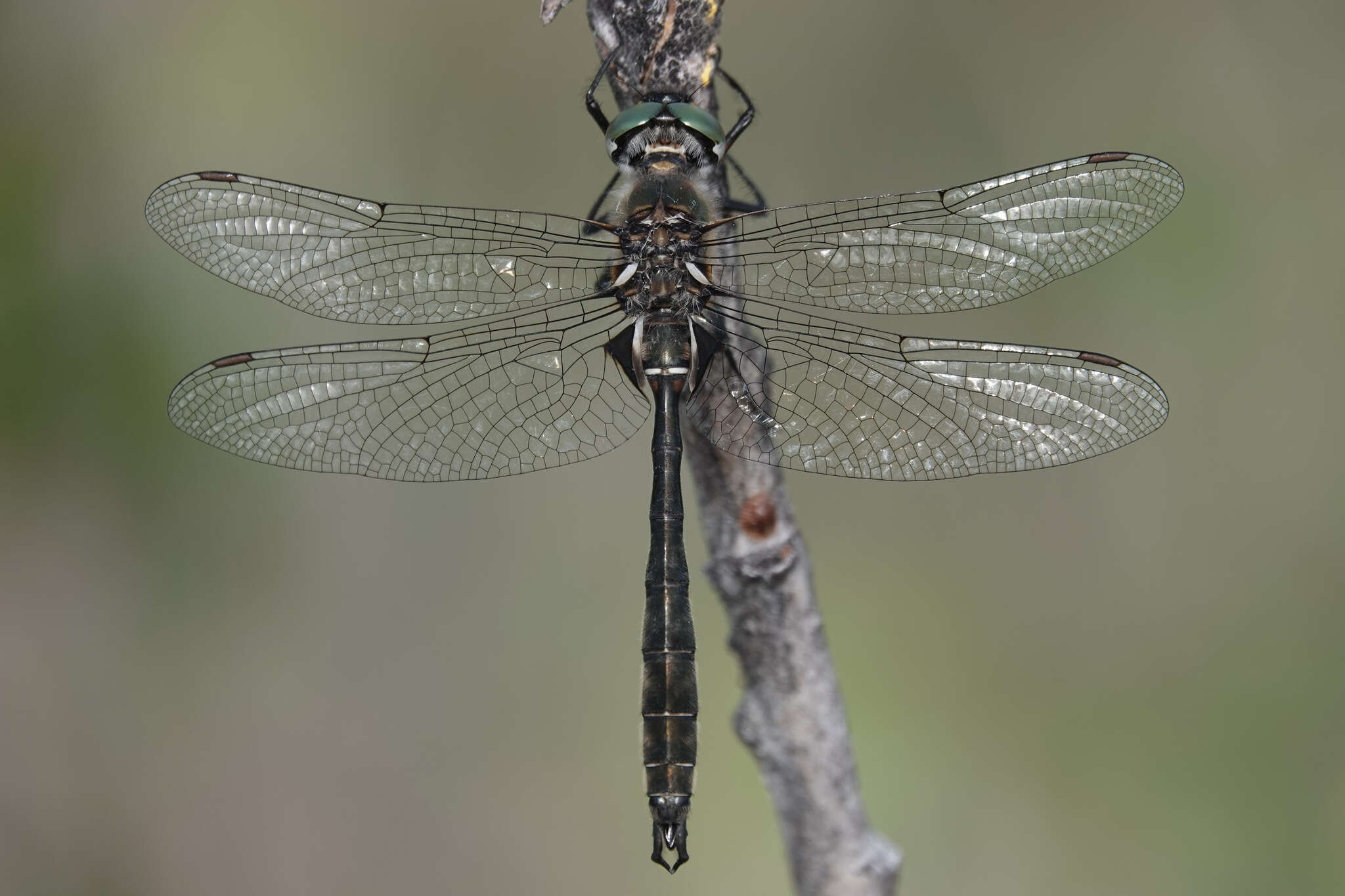 Image of Somatochlora septentrionalis (Hagen 1861)