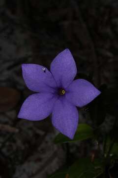 Image of Tachiadenus carinatus (Desr.) Griseb.